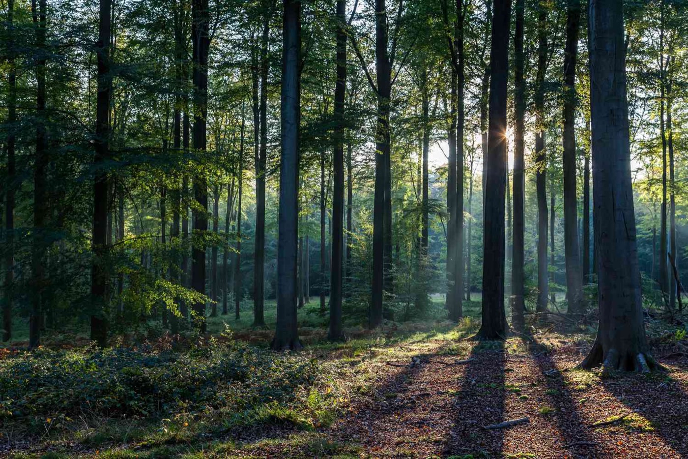Enchanted Forest